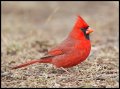 _4SB5823 northern cardinal